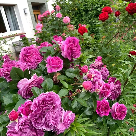 Monteu -ferin 1-5xdouble Brakel