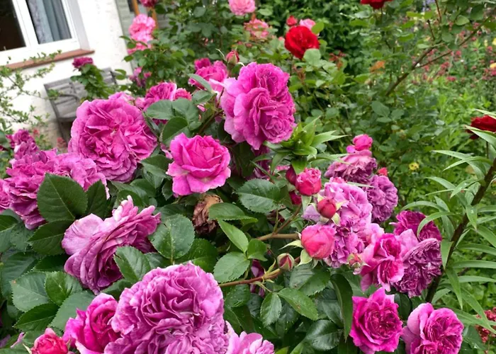 Monteu -ferin 1-5xdouble Brakel