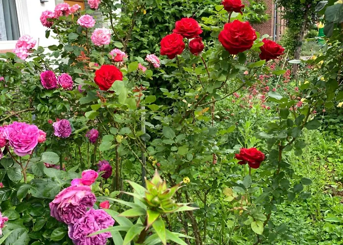 Monteu -ferin 1-5xdouble * Brakel